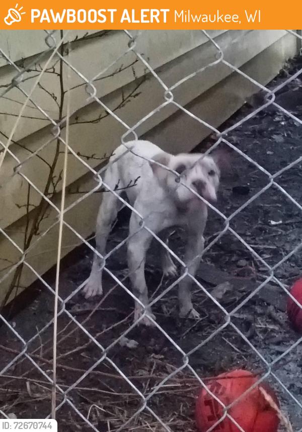 Found/Stray Unknown Dog last seen 60th and Hampton, Milwaukee, WI 53218