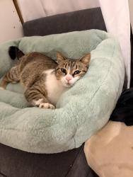 Found/Stray Female Cat last seen West Market street , Graham, NC 27253