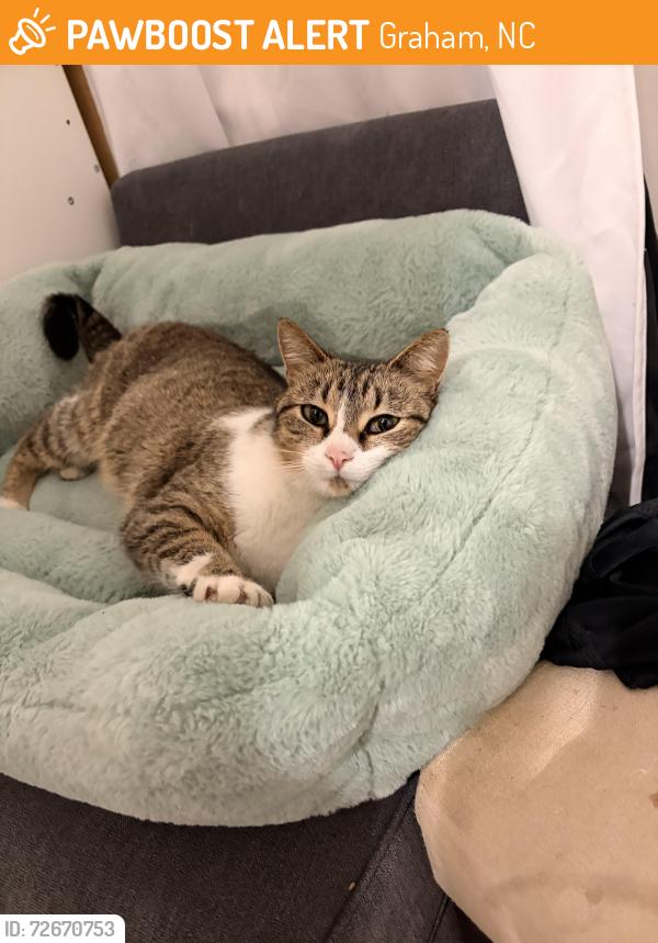 Found/Stray Female Cat last seen West Market street , Graham, NC 27253