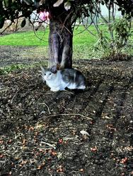 Found/Stray Unknown Cat last seen Church of Latter Day Saints - 1682 Wood Street Philadelphia, PA 19103, Philadelphia, PA 19103