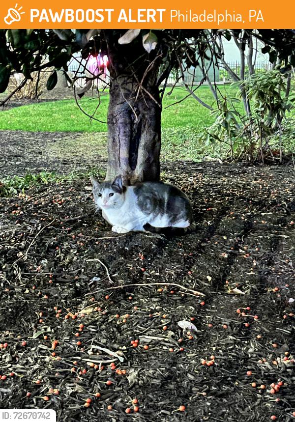 Found/Stray Unknown Cat last seen Church of Latter Day Saints - 1682 Wood Street Philadelphia, PA 19103, Philadelphia, PA 19103