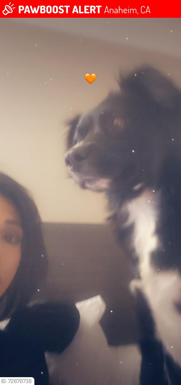 Lost Female Dog last seen ball and sherrill, Anaheim, CA 92804