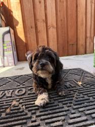 Found/Stray Male Dog last seen Collins rd, Oxnard, CA 93036