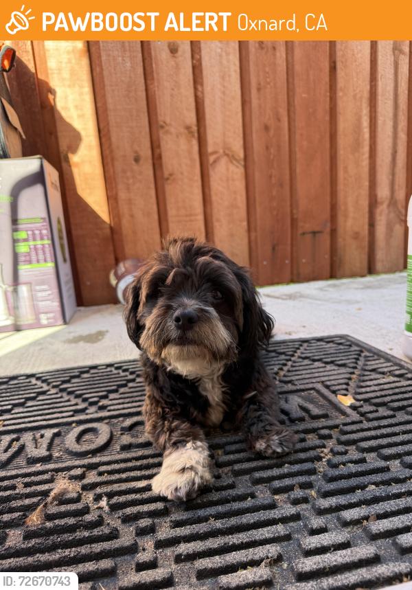 Found/Stray Male Dog last seen Collins rd, Oxnard, CA 93036