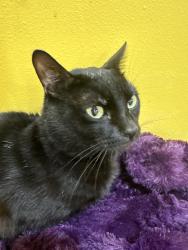 Lost Male Cat last seen Military road, SeaTac, WA 98188