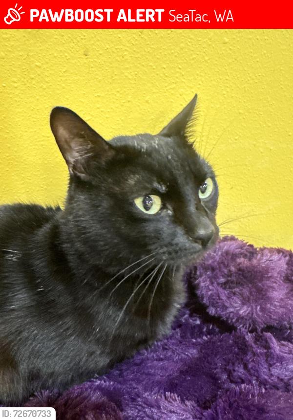 Lost Male Cat last seen Military road, SeaTac, WA 98188