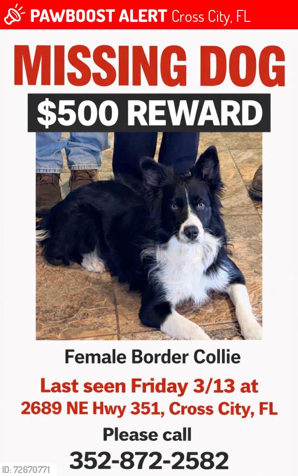 Lost Female Dog last seen Near NE Hwy 351, Cross City, FL, Cross City, FL 32628