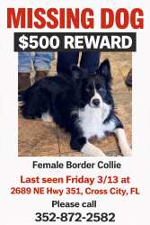 Lost Female Dog last seen Near NE Hwy 351, Cross City, FL, Cross City, FL 32628