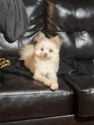 Lost Male Dog last seen Glider/ orems, Middle River, MD 21220