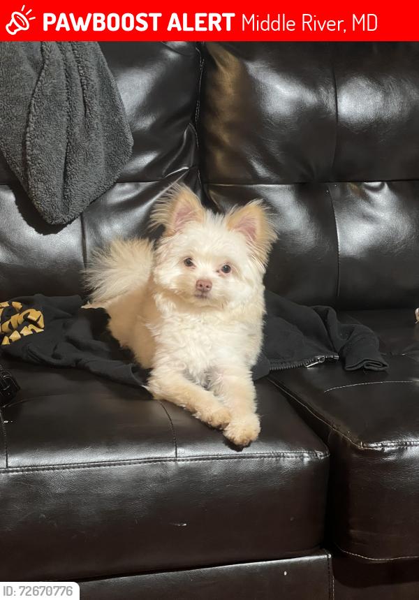 Lost Male Dog last seen Glider/ orems, Middle River, MD 21220