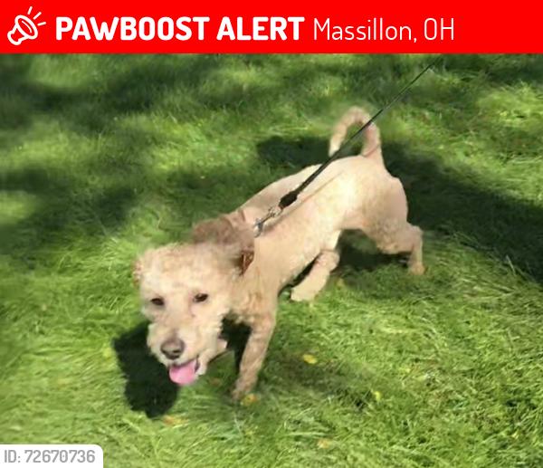 Lost Male Dog last seen Woodland Ave and 3rd St near Shriver Park, Massillon, OH 44646