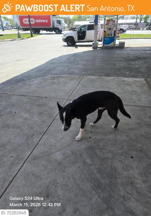 Found/Stray Male Dog last seen PICKWELL AND SE MILITARY DR, San Antonio, TX 78222