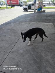 Found/Stray Male Dog last seen PICKWELL AND SE MILITARY DR, San Antonio, TX 78222