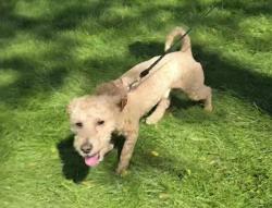 Lost Male Dog last seen Woodland Ave and 3rd St near Shriver Park, Massillon, OH 44646
