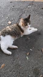 Reunited Female Cat last seen Westerland, Houston, TX 77063