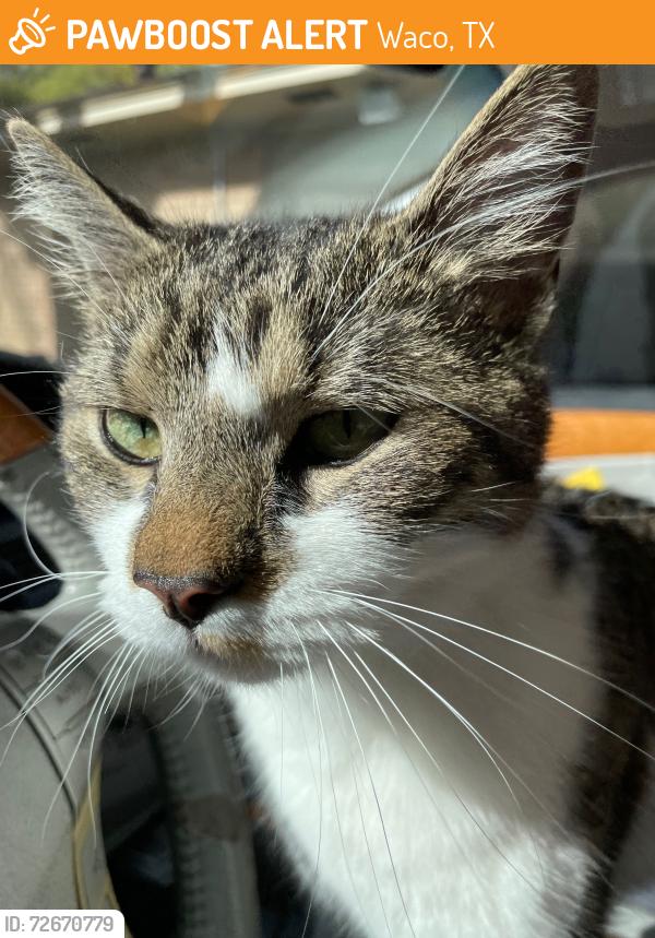 Found/Stray Male Cat last seen Franklin Avenue & New Road, Waco, TX 76710