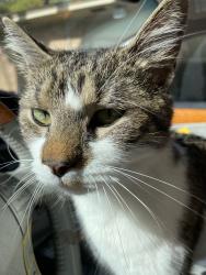 Found/Stray Male Cat last seen Franklin Avenue & New Road, Waco, TX 76710
