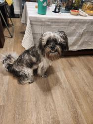Found/Stray Male Dog last seen Forest park, Queens, NY 11421