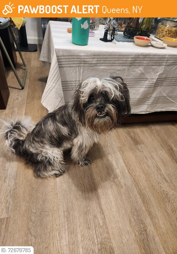 Found/Stray Male Dog last seen Forest park, Queens, NY 11421