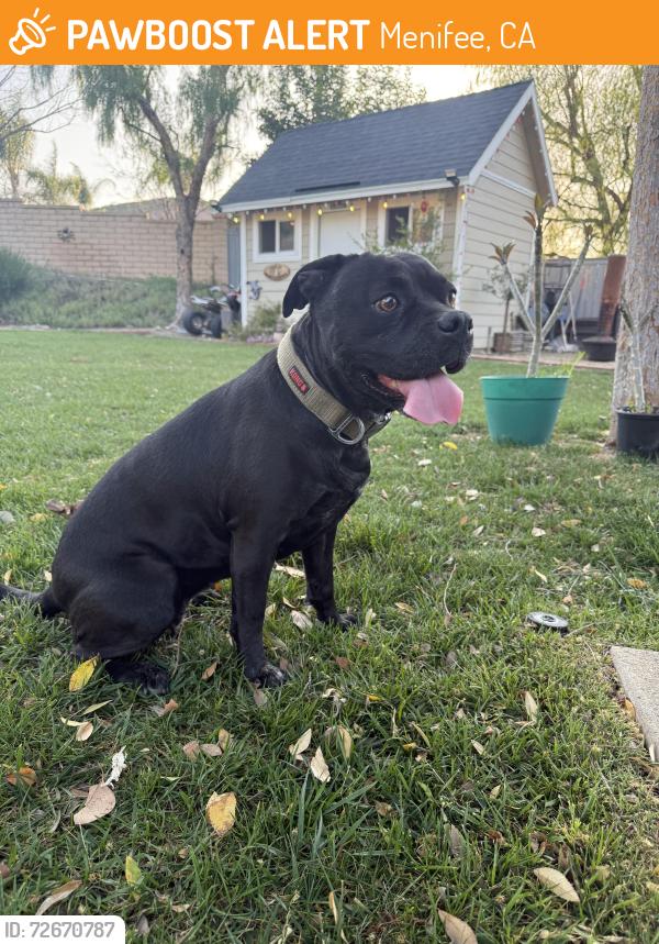Found/Stray Female Dog last seen Murrieta rd , Menifee, CA 92586