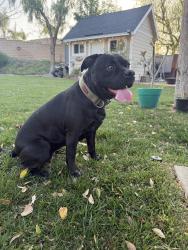 Found/Stray Female Dog last seen Murrieta rd , Menifee, CA 92586
