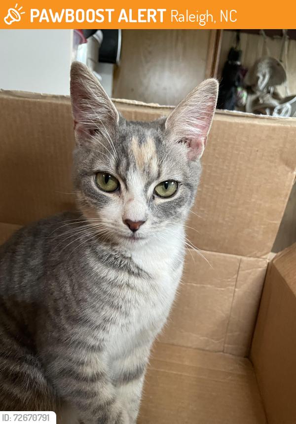 Found/Stray Female Cat last seen Waje Forest & Magnolia, Raleigh, NC 27604