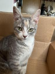 Found/Stray Female Cat last seen Waje Forest & Magnolia, Raleigh, NC 27604