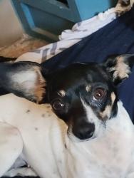 Lost Female Dog last seen Tropicana and durango, Las Vegas, NV 89108