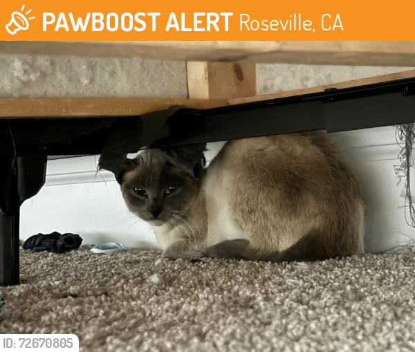 Found/Stray Female Cat last seen Provence Village Dr, Roseville, CA 95747