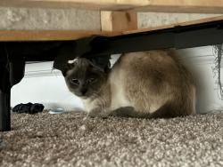 Found/Stray Female Cat last seen Provence Village Dr, Roseville, CA 95747