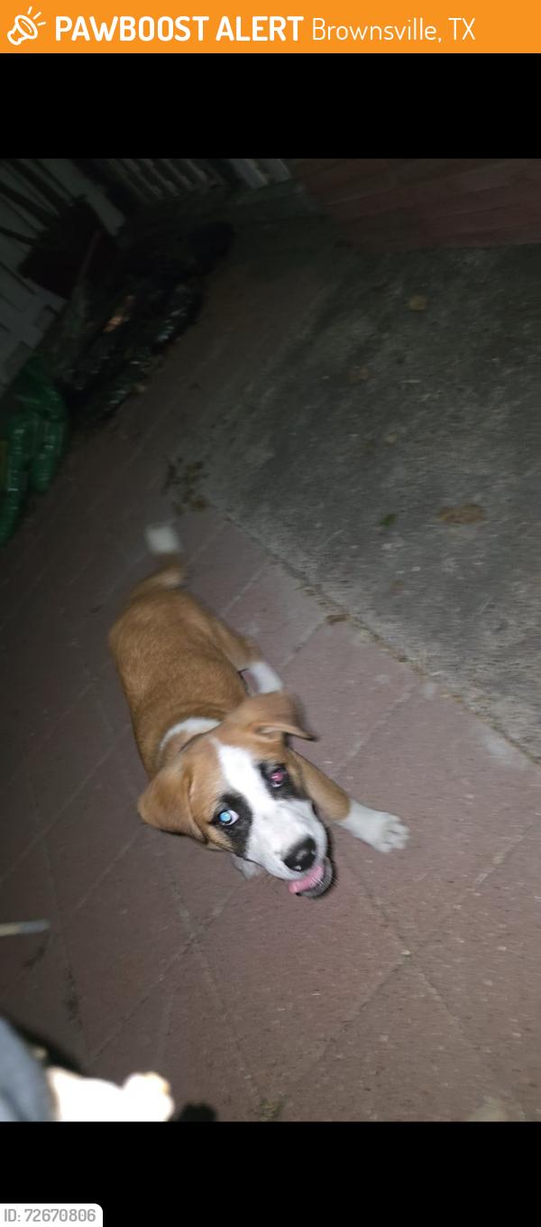 Found/Stray Female Dog last seen Near called fresnal, Brownsville, TX 78521