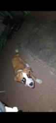 Found/Stray Female Dog last seen Near called fresnal, Brownsville, TX 78521