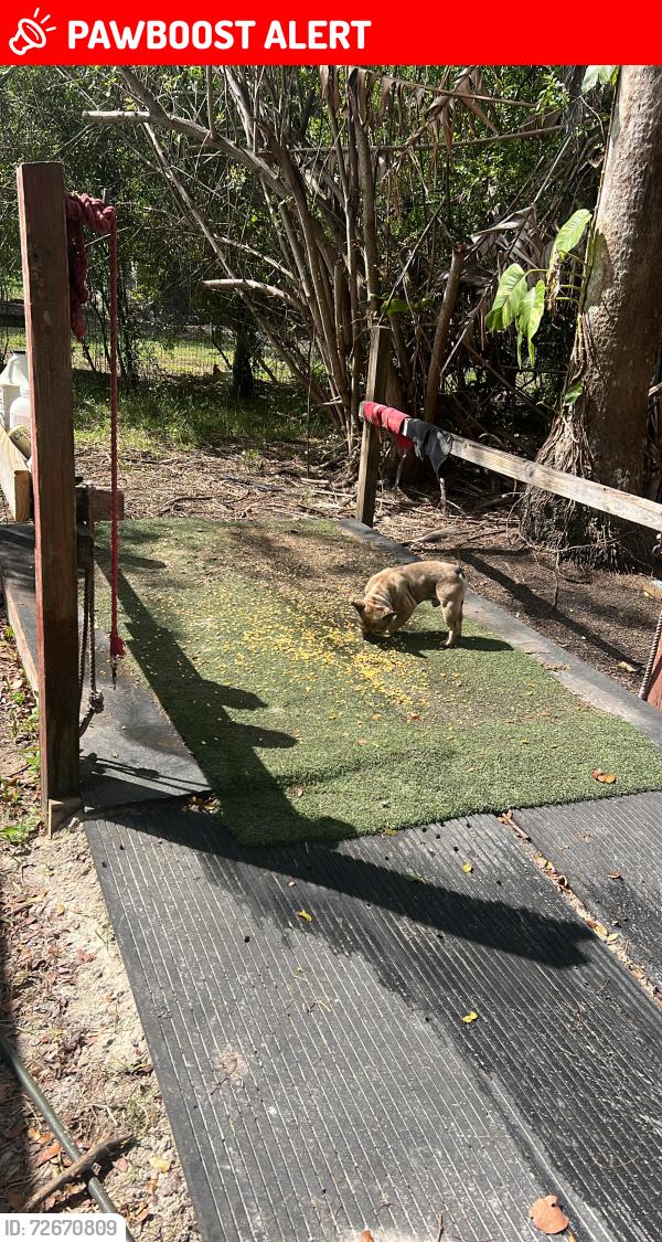 Lost Male Dog last seen 55”01 sw 160 th , Southwest Ranches, FL 33331