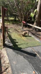 Lost Male Dog last seen 55”01 sw 160 th , Southwest Ranches, FL 33331