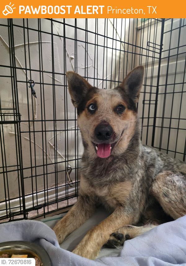 Found/Stray Male Dog last seen FM75 & CR40&, Princeton, TX 75407