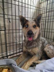 Found/Stray Male Dog last seen FM75 & CR40&, Princeton, TX 75407