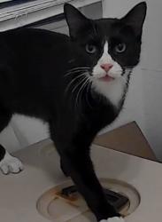 Found/Stray Unknown Cat last seen Barnbougle Dunes Dr, McKinney, TX 75070, McKinney, TX 75070