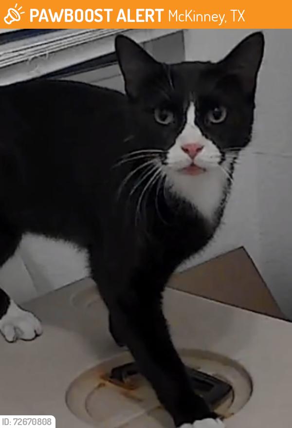 Found/Stray Unknown Cat last seen Barnbougle Dunes Dr, McKinney, TX 75070, McKinney, TX 75070