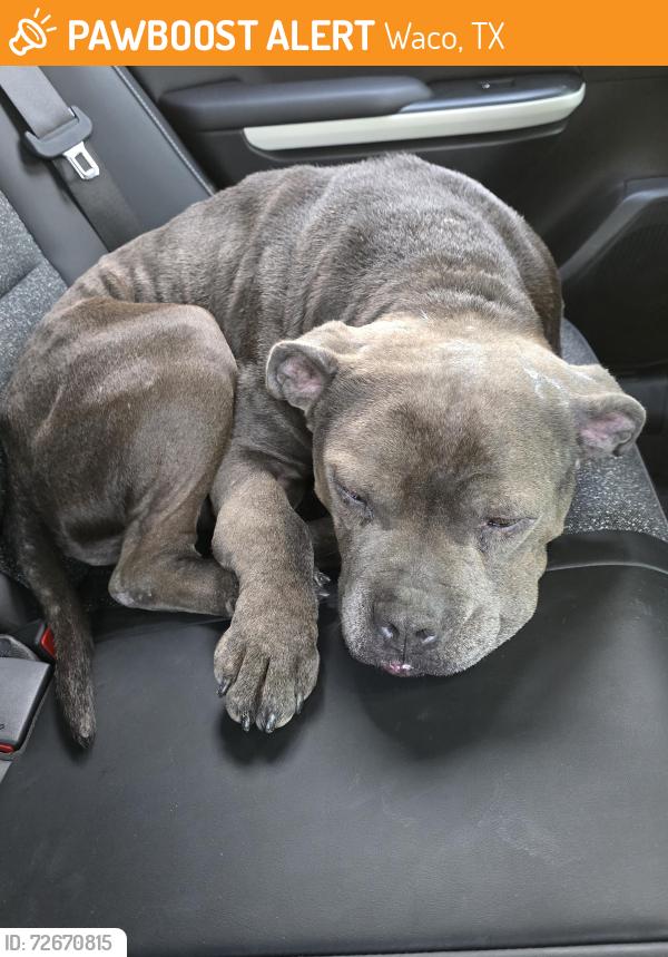 Found/Stray Male Dog last seen North Waco , Waco, TX 78708
