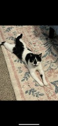 Lost Male Cat last seen Hogansville road , LaGrange, GA 30241