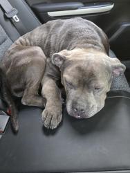 Found/Stray Male Dog last seen North Waco , Waco, TX 78708