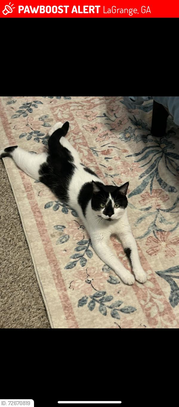 Lost Male Cat last seen Hogansville road , LaGrange, GA 30241