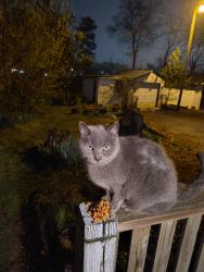 Found/Stray Unknown Cat last seen N Washington ave, Greenville, SC 29611