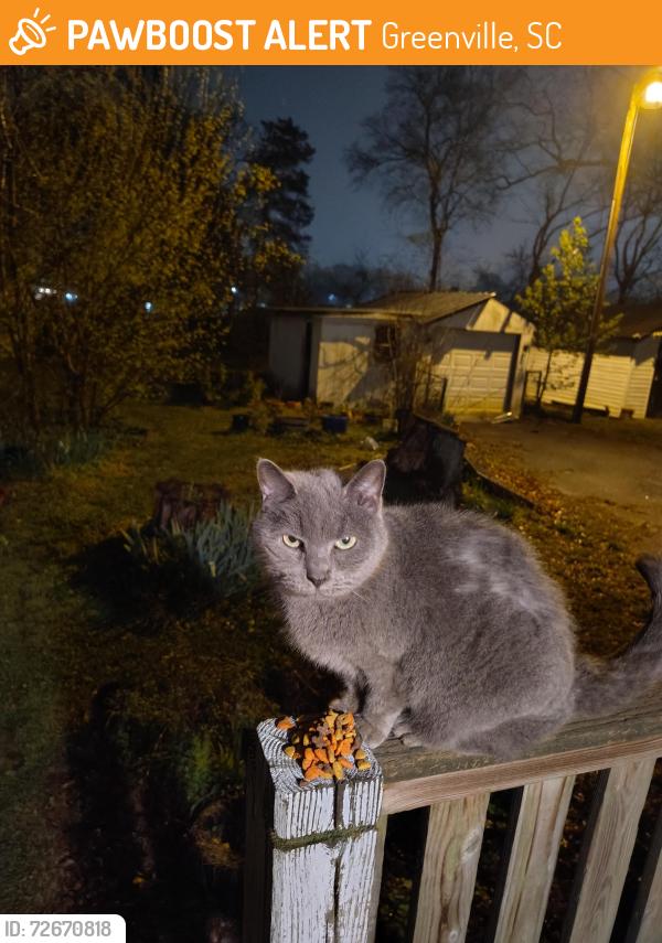 Found/Stray Unknown Cat last seen N Washington ave, Greenville, SC 29611
