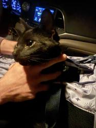 Found/Stray Male Cat last seen Crown Pointe apmts , Oklahoma City, OK 73142