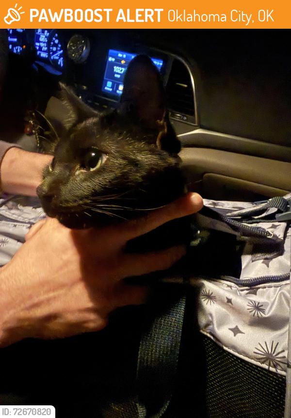 Found/Stray Male Cat last seen Crown Pointe apmts , Oklahoma City, OK 73142