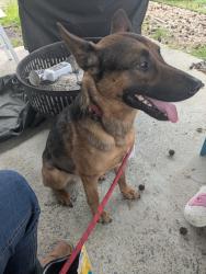 Found/Stray Male Dog last seen Near Jonita Rd and Phillip Dr., Saline County, AR 72103