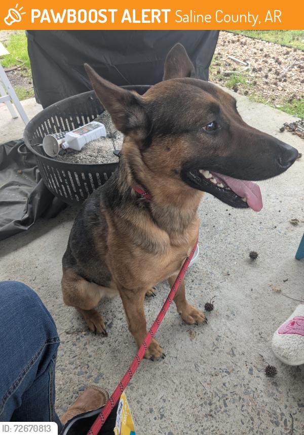 Found/Stray Male Dog last seen Near Jonita Rd and Phillip Dr., Saline County, AR 72103