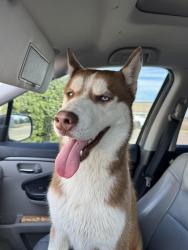 Found/Stray Male Dog last seen Bailey Boswell and eagles landing , Fort Worth, TX 76179