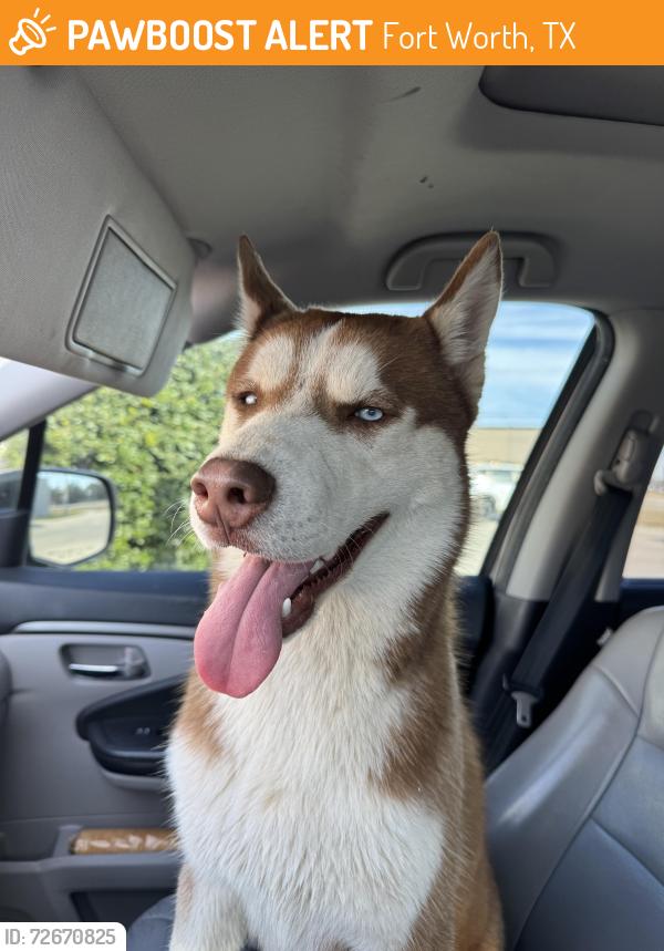Found/Stray Male Dog last seen Bailey Boswell and eagles landing , Fort Worth, TX 76179